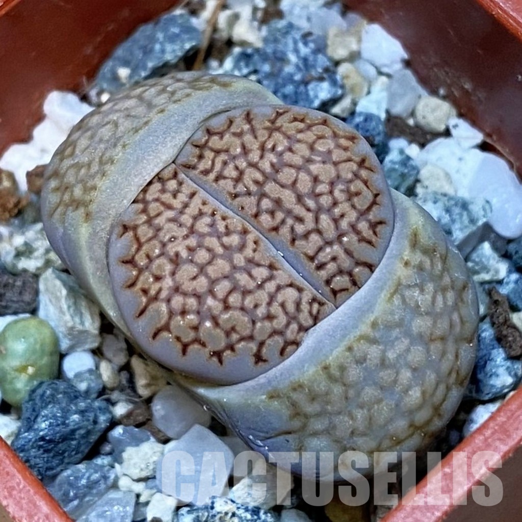 SH32439 Lithops hallii
