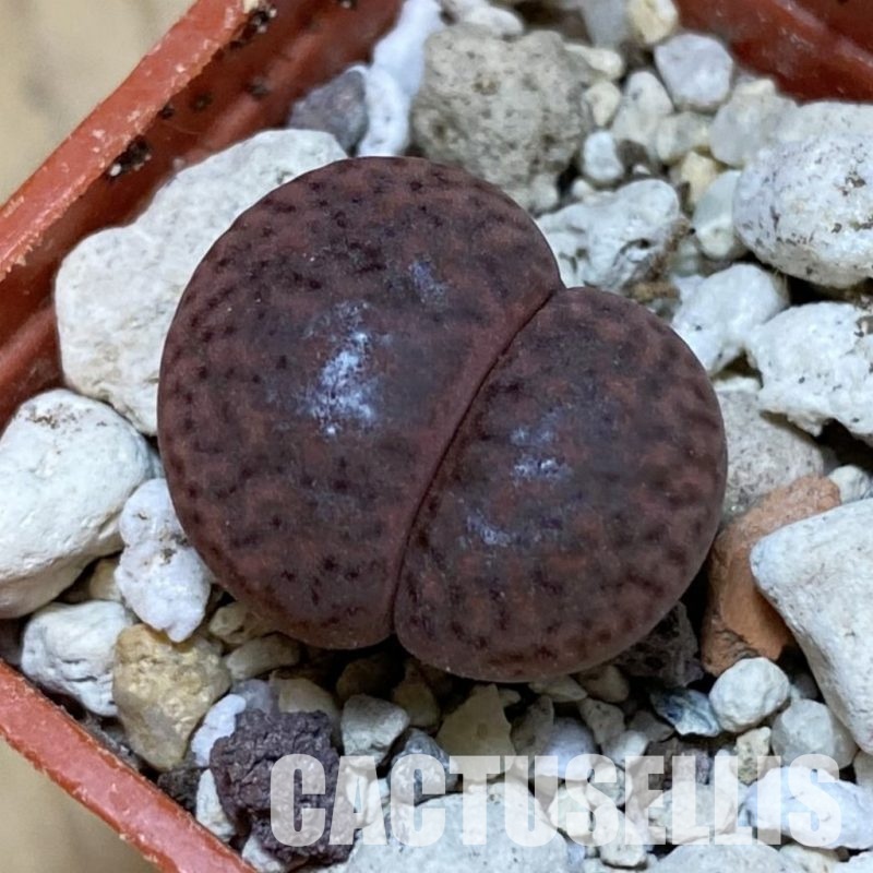 SH32440 Lithops bromfieldii ‘Embers’