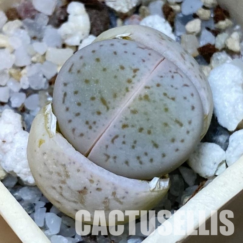 SH32441 Dinteranthus vanzylii