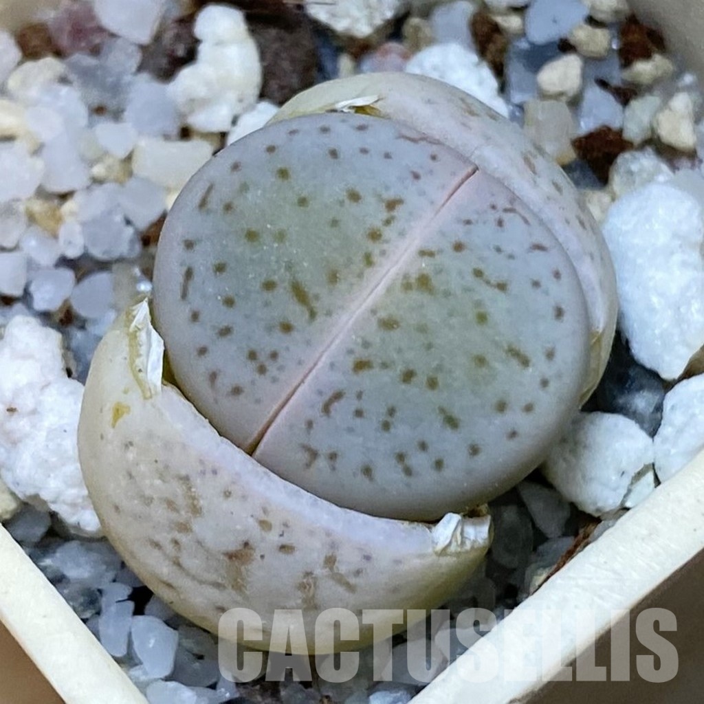 SH32441 Dinteranthus vanzylii