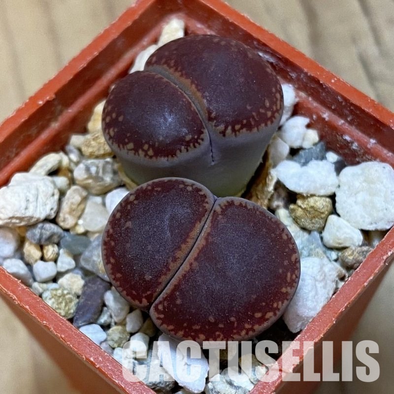 SH32442 Lithops aucampiae ‘Buys Wiese’