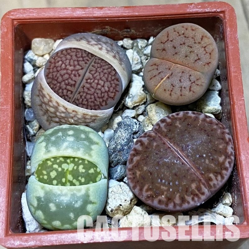 SH32443 Lithops mix