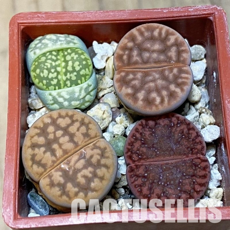 SH32444 Lithops mix