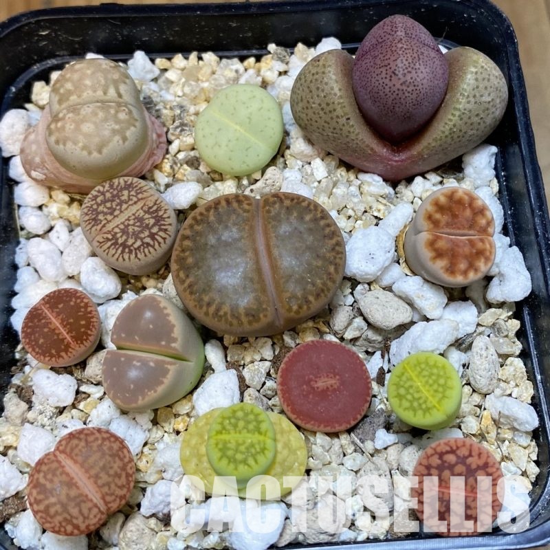 SH32445 Lithops mix