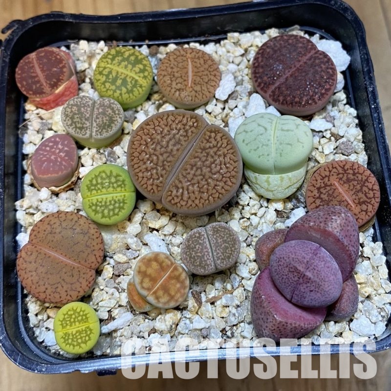 SH32446 Lithops mix