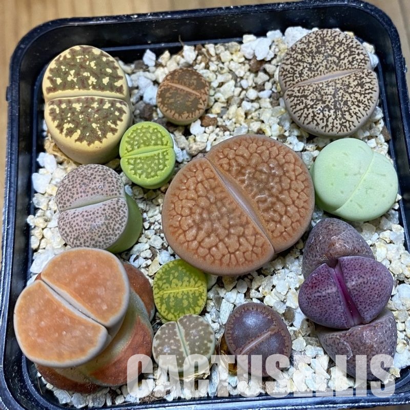 SH32447 Lithops mix