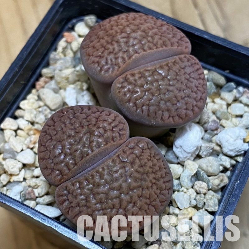 SH32369 Lithops hookeri