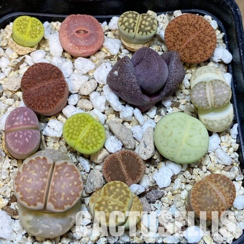 SH32449 Lithops mix