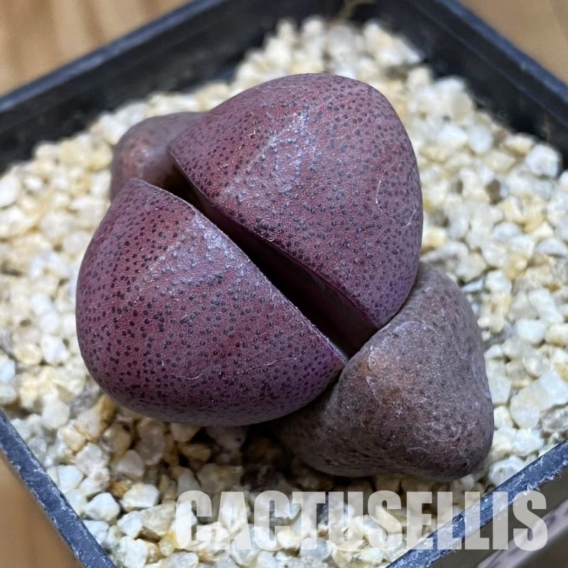 SH32361 Pleiospilos nelii 'Royal Flush'