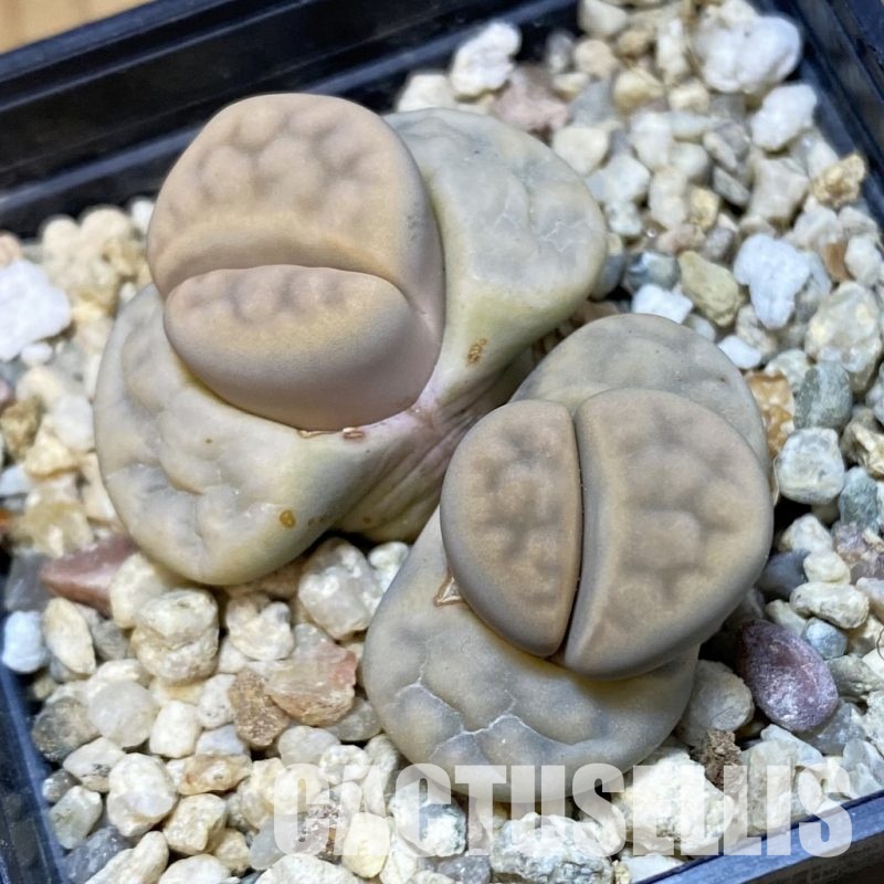 SH32370 Lithops karasmontana v. opalina