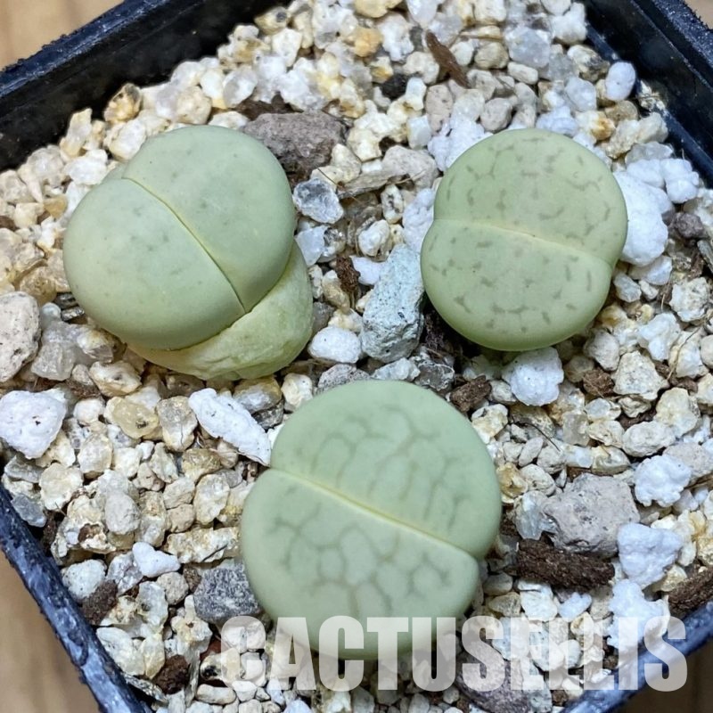 SH32371 Dinteranthus vanzylii 'Emerald'