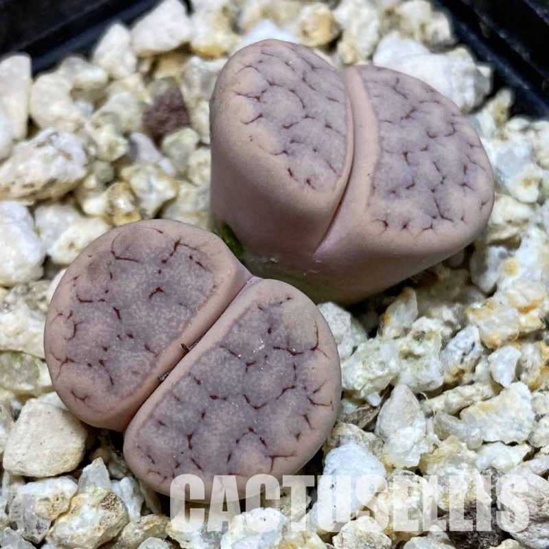 SH32373 Lithops gracilidelineata