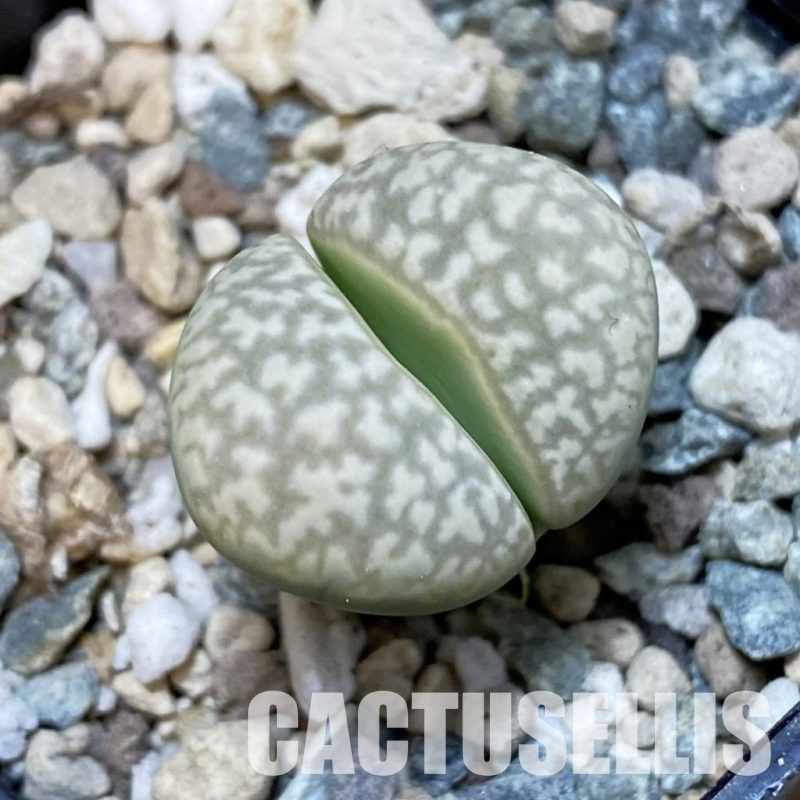 SH32374 Lithops marmorata v. elisae
