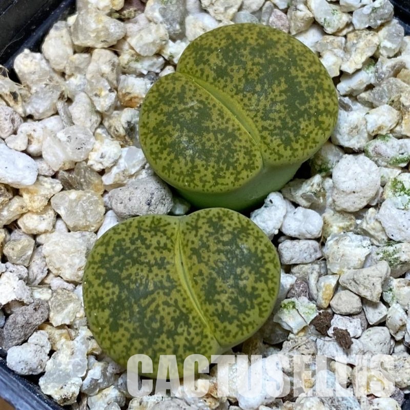 SH32375 Lithops lesliei v. albinica