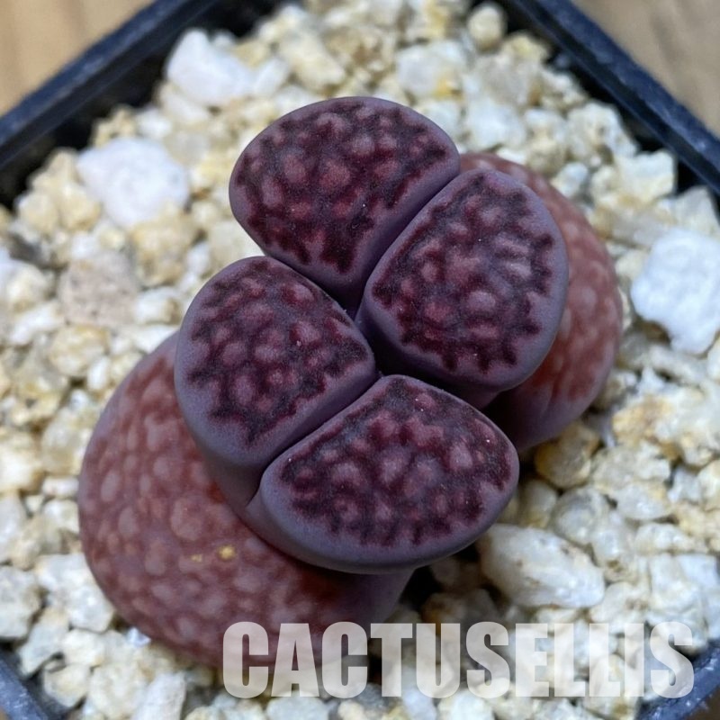 SH32376 Lithops salicola ‘Sato’s Violet’ hybrid