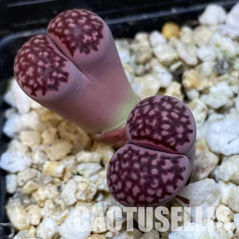 SH32377 Lithops salicola ‘Sato’s Violet’ hybrid