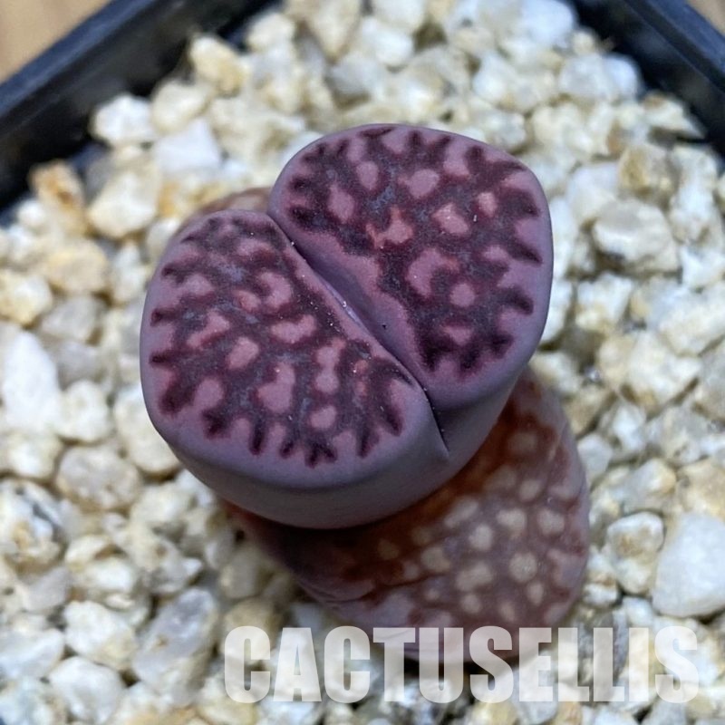 SH32379 Lithops salicola ‘Sato’s Violet’ hybrid