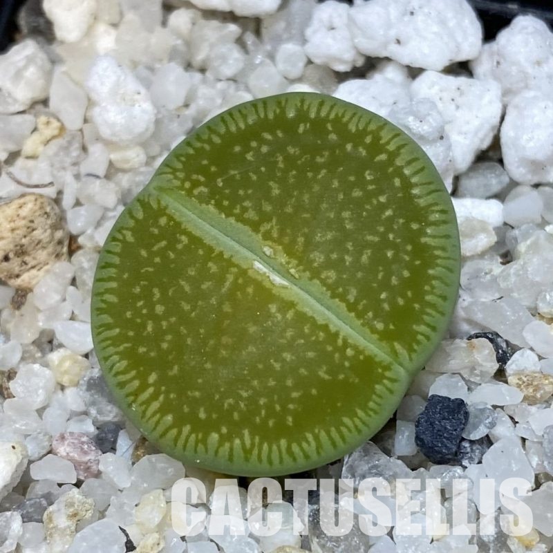 SH32381 Lithops aucampiae ‘Betty’s Beryl’ x aucampiae ‘Jackson’s Jade’