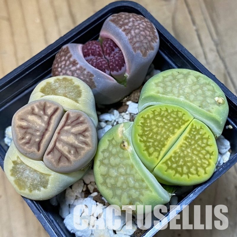 SH32382 Lithops mix