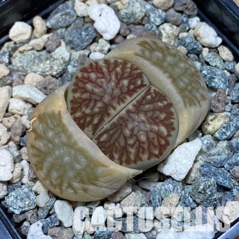 SH32383 Lithops julii 'Kikushogiyoku' hybrid