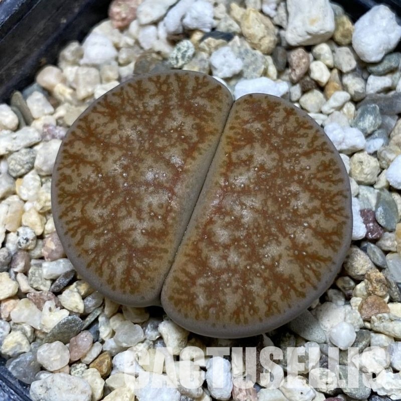 SH32384 Lithops pseudotruncatella v. alpina