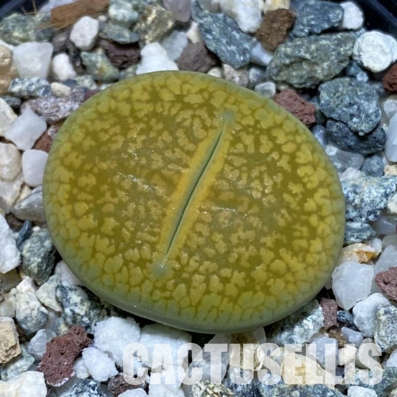 SH32385 Lithops aucampiae 'Jackson's Jade'