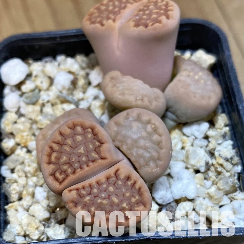 SH32387 Lithops hallii v. ochracea