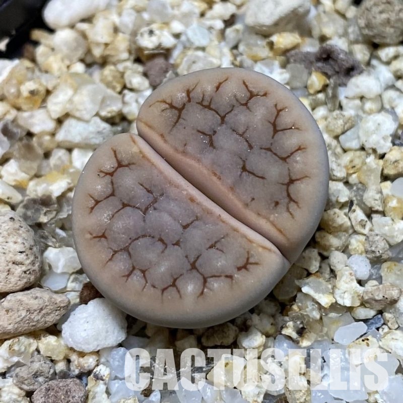 SH32363 Lithops gracilidelineata