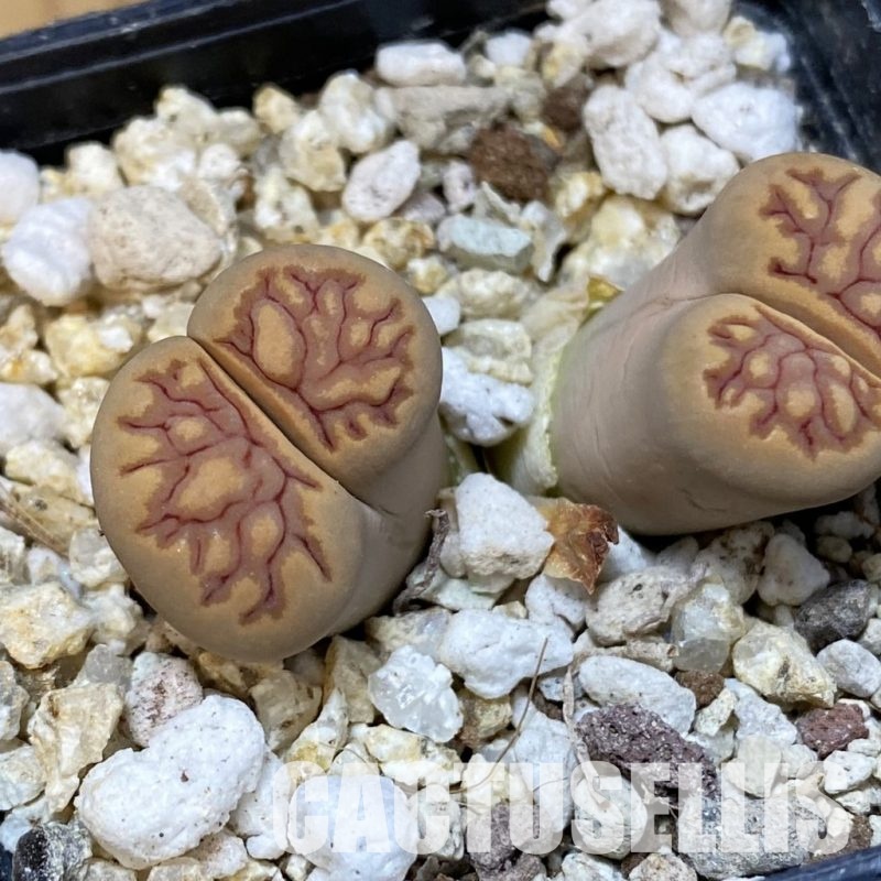 SH32388 Lithops julii ‘Kikushogiyoku’ hybrid