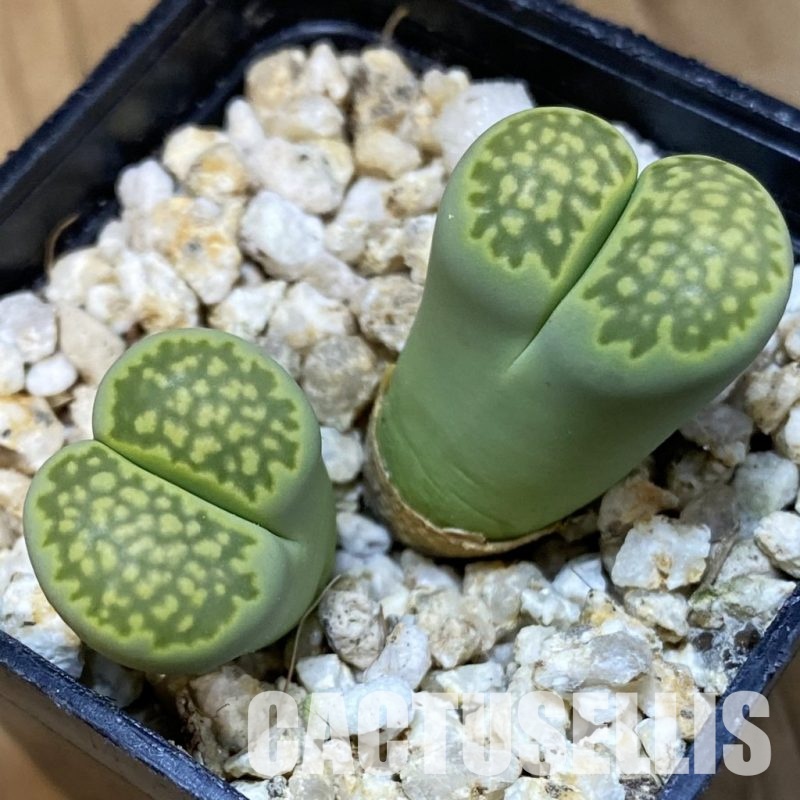 SH32389 Lithops julii ‘Fuller Green’