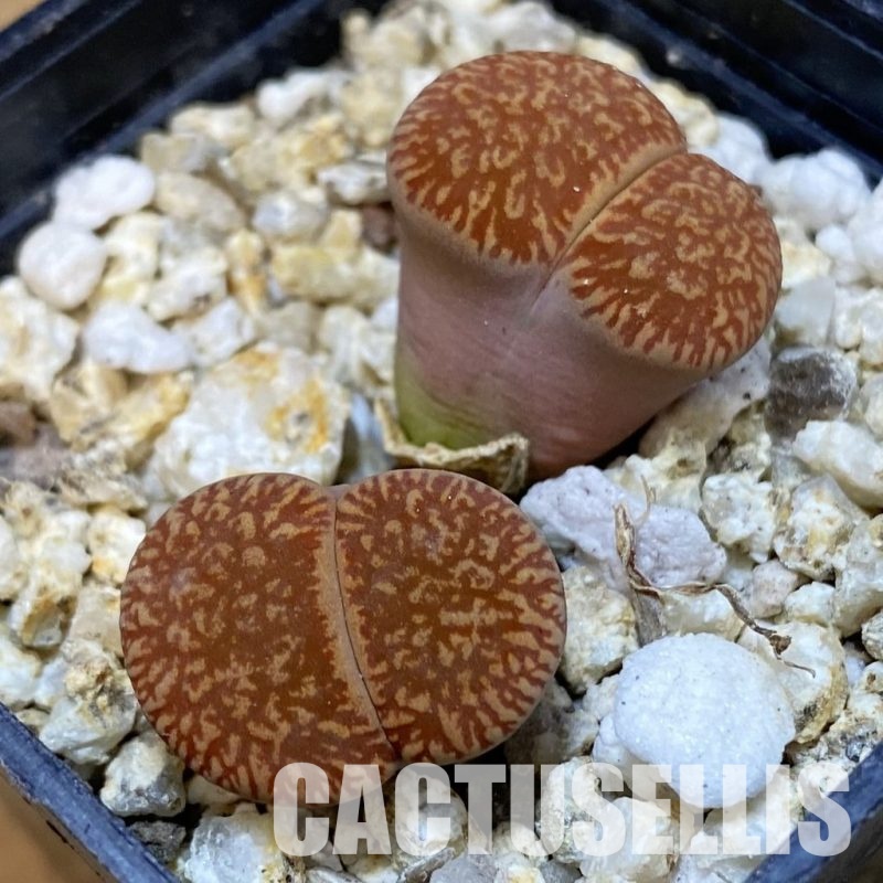 SH32390 Lithops aucampiae v. eunicea