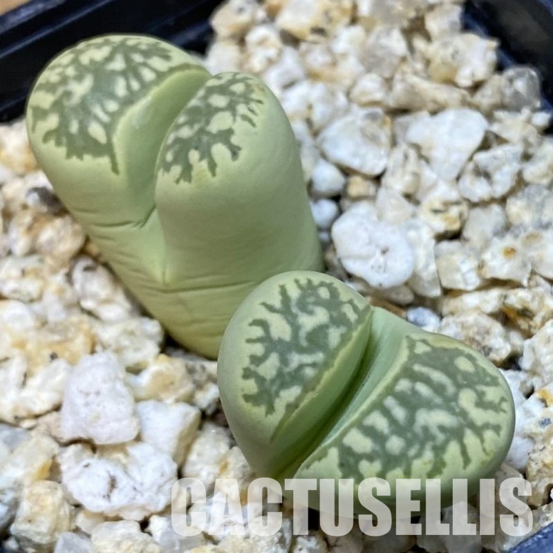 SH32391 Lithops marmorata ‘Polepsky Smaragd’