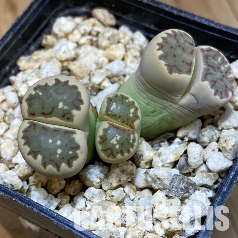SH32392 Lithops dorotheae