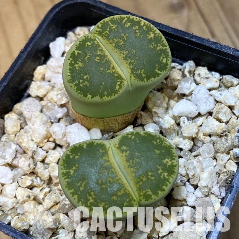 SH32393 Lithops lesliei v. albinica