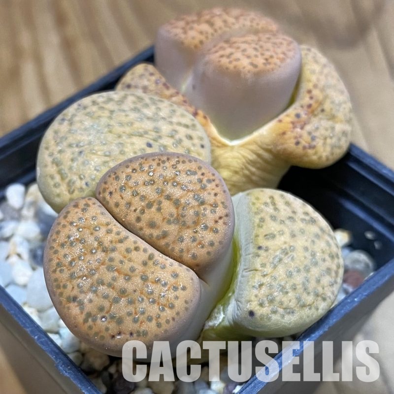 SH32364 Lithops fulviceps