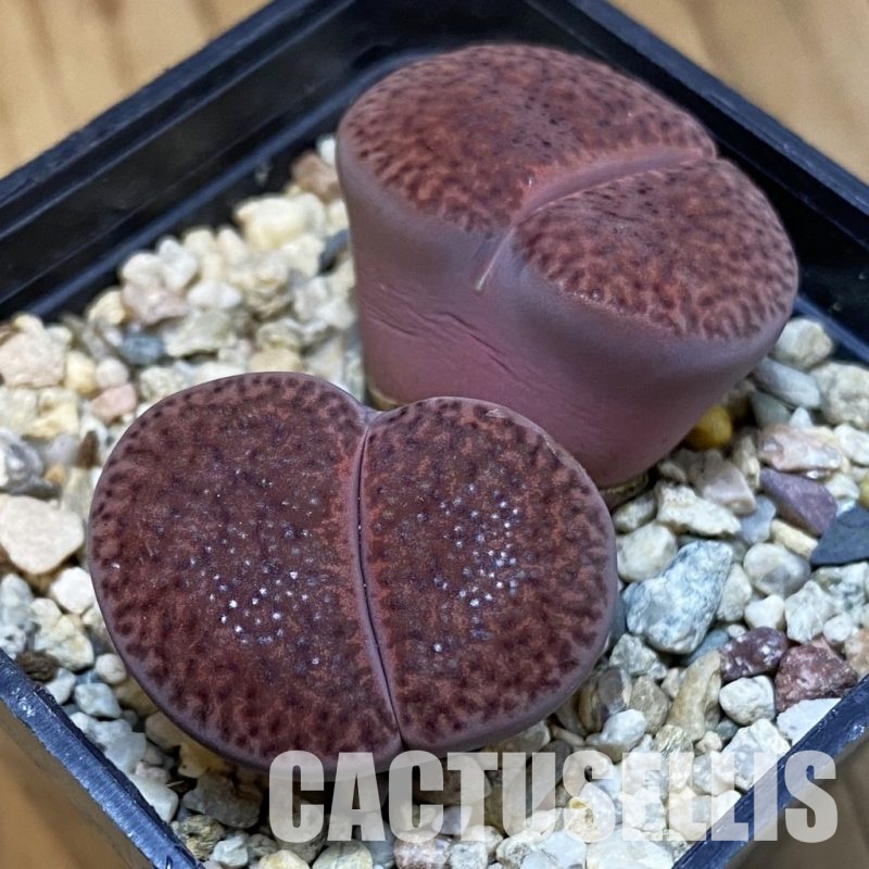 SH32395 Lithops bromfieldii ‘Embers’