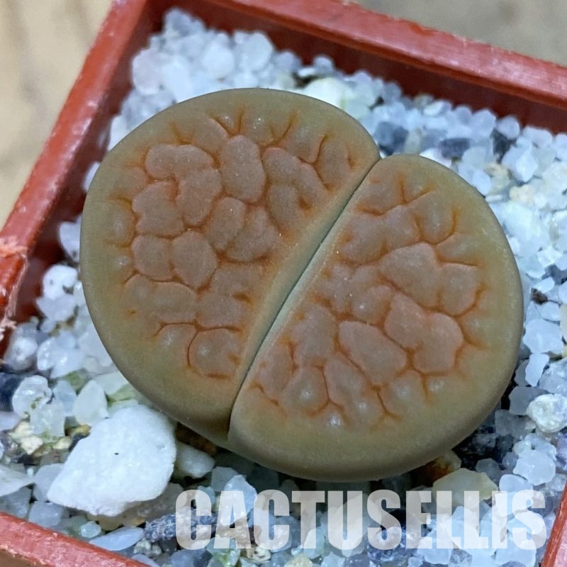 SH32396 Lithops hookeri v. lutea 'Aubarede' C038A