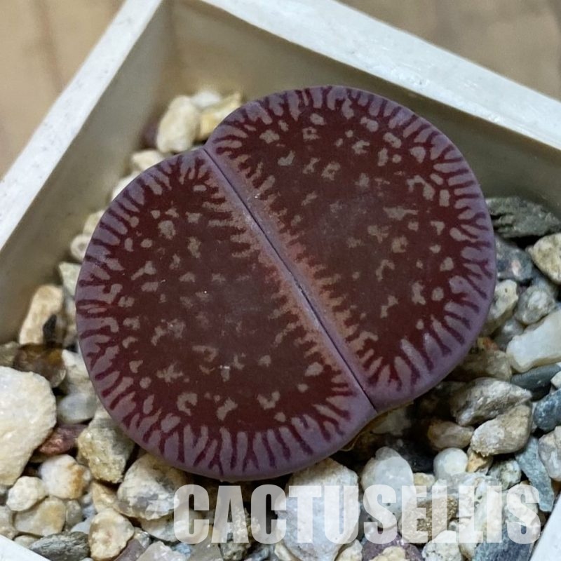 SH32397 Lithops aucampiae v. euniceae