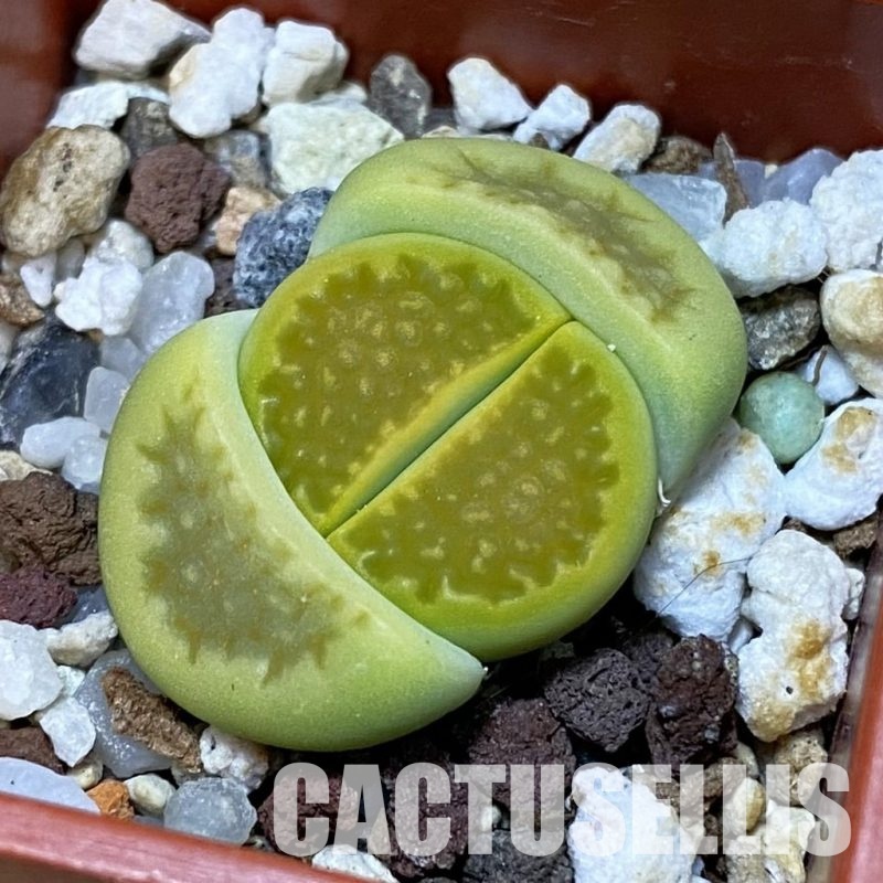 SH32399 Lithops hallii 'Green Soapstone'