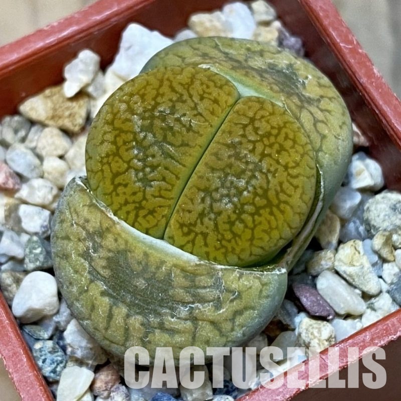 SH32400 Lithops aucampiae ‘Jackson’s Jade’