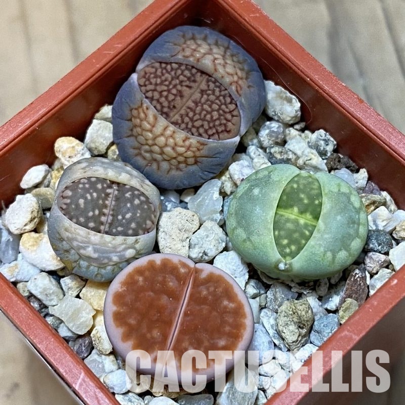 SH32401 Lithops mix
