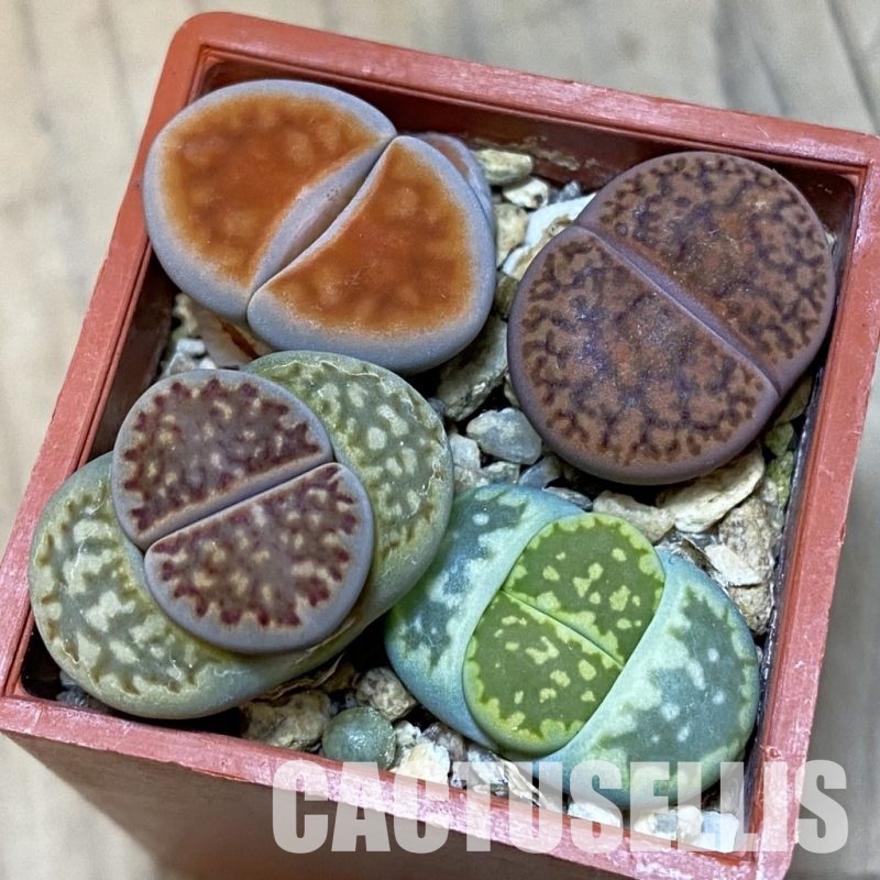 SH32402 Lithops mix