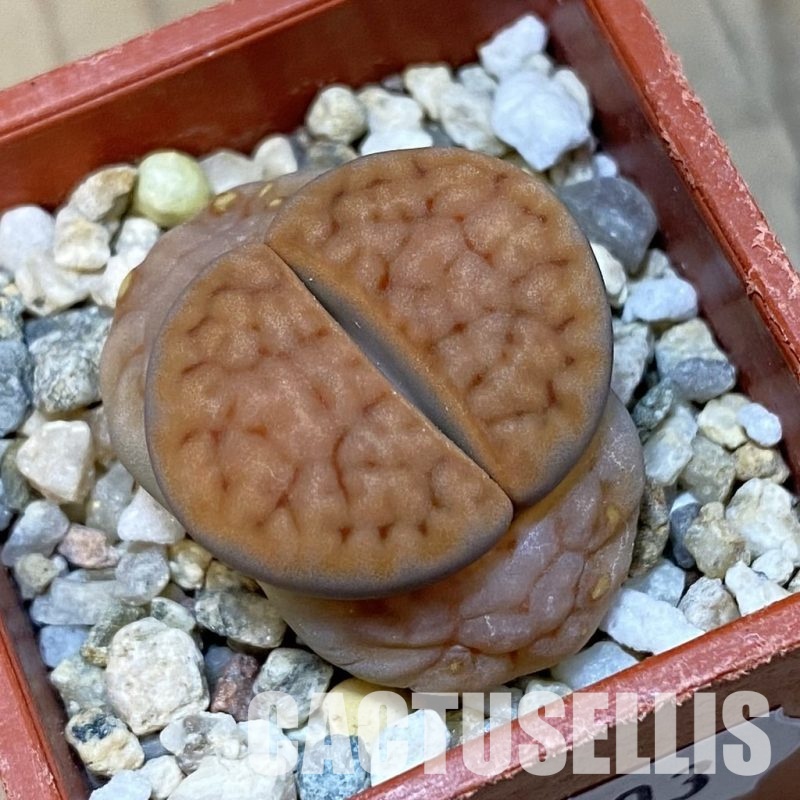 SH32403 Lithops karasmontana v. tischeri
