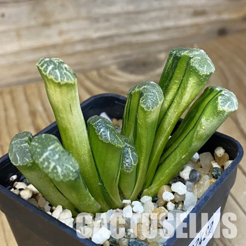 SH32482 Haworthia truncata f. variegata