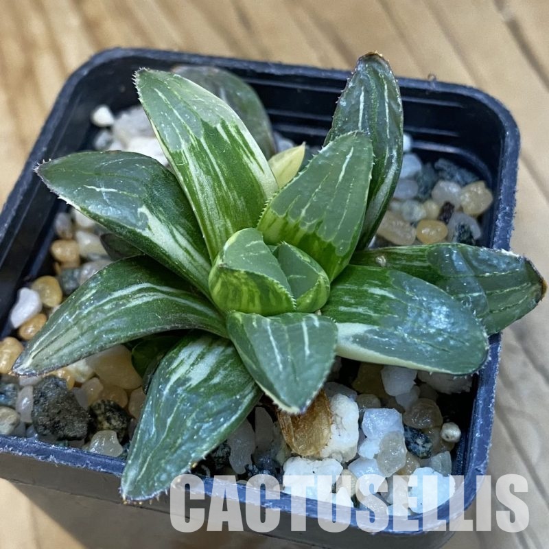 SH32483 Haworthia retusa f. variegata