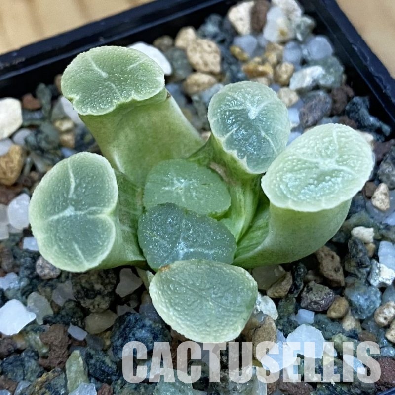 SH32484 Haworthia maughanii ‘White Brocade of All Things’