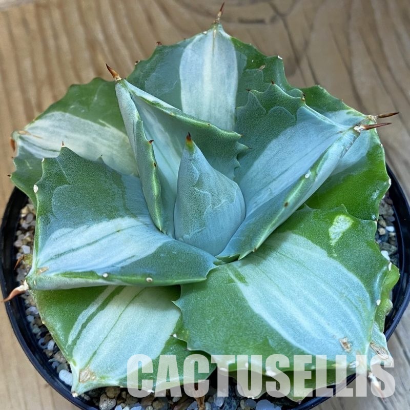 SH32485 Agave isthmensis f. variegata