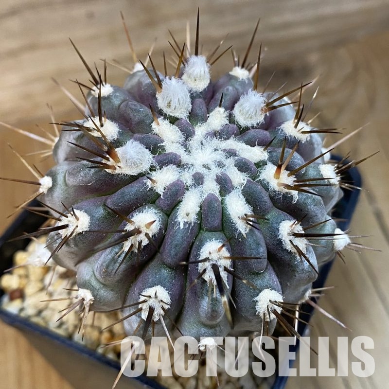 SH32453 Eriosyce heinrichiana