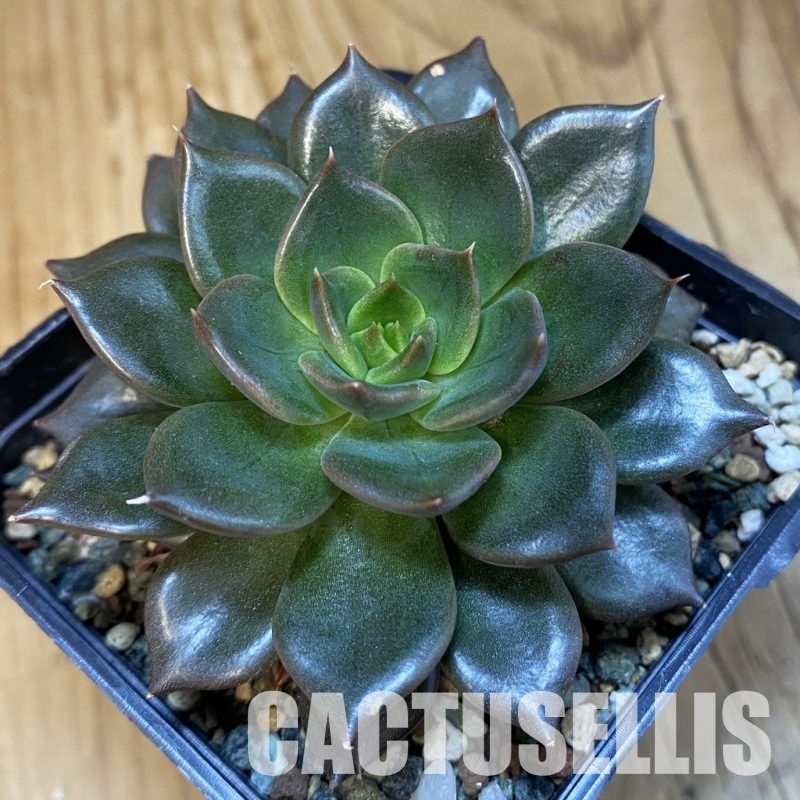 SH32486 Echeveria 'Black Prince'