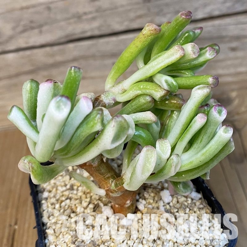 SH32487 Crassula ovata 'Gollum' f. variegata